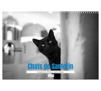Chats de Santorin - Les princes d'Oia en noir et blanc (Calendrier mural 2026 DIN A3 vertical), CALVENDO calendrier mensuel: Quelques portraits de chats croisés au hasard des ruelles d'Oia.