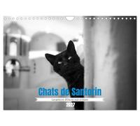 Chats de Santorin - Les princes d'Oia en noir et blanc (Calendrier mural 2027 DIN A4 vertical), CALVENDO calendrier mensuel: Quelques portraits de chats croisés au hasard des ruelles d'Oia.