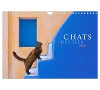 Chats des îles (Calendrier mural 2026 DIN A4 vertical), CALVENDO calendrier mensuel: De belles photos de la magie et de l'âme des chats dans les îles grecques