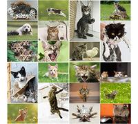 CHATS Lot de 20 cartes postales amusantes, mignons, méchants et drôles (20 motifs différents) pour collectionneurs et postcrossing