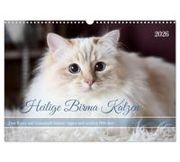 Chats sacrés de Birmanie aux yeux bleus et aux pattes blanches (calendrier mural 2026 DIN A3 paysage), calendrier mensuel CALVENDO : photos de chats sacrés douillets birmanes (CALVENDO)