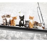 Chats sur poutre d'acier - New York Kittens - Mini Poster Impression - Taille 50x40 cm