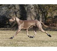Chaussures Proff Rukka bottes de protection caoutchoutées pour chien, Taille : 2