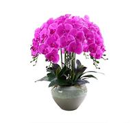 CHCWR Orchidées artificielles avec Vase pour décoration intérieure PU phalaenopsis bonsaï Fausses Plantes Arrangement de Fleurs à la Maison.