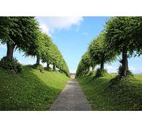 Chemin bordé d'arbres - Puzzle de 7000 pièces : Le Plus Beau Jeu de décoration d'intérieur (14 Ans+)