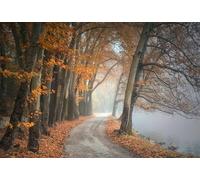 Chemin d'automne - Puzzle de 300 pièces : Un Puzzle Amusant à Offrir aux Adultes (14 Ans et Plus)