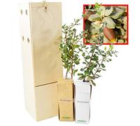 Chêne-Liège - Arbre Méditerranéen - Feuillage Persistant - Jeune Pousse de 30 cm Reçue dans une Caisse en Bois Réutilisable - 2 Unités