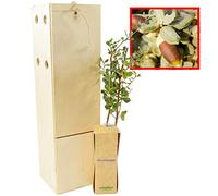 Chêne-Liège - Arbre Méditerranéen - Feuillage Persistant - Jeune Pousse de 30 cm Reçue dans une Caisse en Bois Réutilisable - 1 Unité