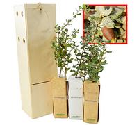 Chêne-Liège - Arbre Méditerranéen - Feuillage Persistant - Jeune Pousse de 30 cm Reçue dans une Caisse en Bois Réutilisable - 3 Unités