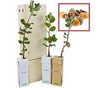 Chêne Vert | Arbre d’Ornement de Petite Taille | Arbre Forestier | Idée Cadeau | Jeune Pousse de 30 cm Reçue dans une Caisse en Bois Réutilisable | Pack 3 Unités