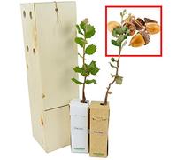 Chêne Vert | Arbres d’Ornement de Petite Taille | Arbre Forestier | Idée Cadeau | Jeune Pousse de 30 cm Reçue dans une Caisse en Bois Réutilisable | Pack 2 Unités