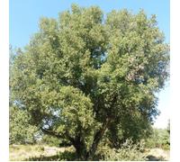 Chêne vert, Quercus ilex, Yeuse