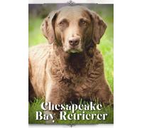 Chesapeake Bay Retriever: Dog Breed Overview And Guide