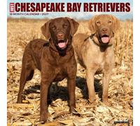 Chesapeake Bay Retrievers 2027 Wall