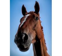 Cheval Brun - Coffret de 5000 Puzzles impossibles, Jouets 3D, Cadeaux Uniques, décorations pour la Maison (14 Ans+)