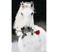 Cheval Rose Poster avec Accessoires (2 bâtons en Plastique Transparent, Longueur : 62 cm), 2 Barres Transparentes, 24-inches x 36-inches