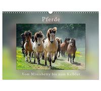 Chevaux Du minishetty au sang froid, Version française (Calendrier mural 2026 DIN A3 portrait), Calendrier CALVENDO mensuel