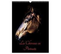 Chevaux en Portraits (Calendrier mural 2027 DIN A3 horizontal), CALVENDO calendrier mensuel: Portraits de chevaux en liberté et studio