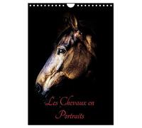 Chevaux en Portraits (Calendrier mural 2027 DIN A4 horizontal), CALVENDO calendrier mensuel: Portraits de chevaux en liberté et studio