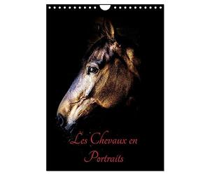 Chevaux en Portraits (Calendrier mural 2027 DIN A4 horizontal), CALVENDO calendrier mensuel: Portraits de chevaux en liberté et studio