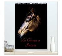 Chevaux en Portraits (Calendrier mural haut de gamme 2027 DIN A2 horizontal), CALVENDO calendrier mensuel: Portraits de chevaux en liberté et studio