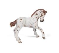 Chevaux, Poulains Et Poneys Poulain Appaloosa Brun