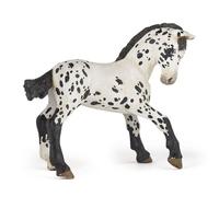 CHEVAUX, POULAINS ET PONEYS Poulain appaloosa noir