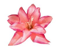 Cheveux Artificiels Femme 3pcs Fashion Elegance Lily Flower Hair Clip Girls Women Summer Beach Vacation Barrettes Multicolor Hairpin(Rose red)