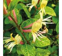 Chèvrefeuille Aureoreticulata Japonais 2L - L'une des variétés les plus décoratives