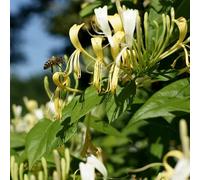 Chèvrefeuille de Delavaya 2L - Feuilles semi-persistantes et fleurs parfumées