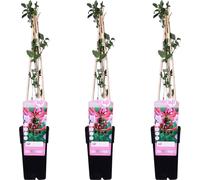 Chèvrefeuille des forêts - Lonicera periclymenum 'Serotina' - ↨65cm - Ø15cm - 3 pièces