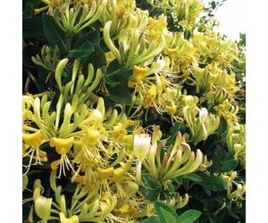 Chèvrefeuille Graham Thomas 2L - Belles fleurs jaunes tubulaires