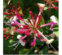 Chèvrefeuille japonais Lonicera Japonica Red World Plante grimpante de jardin Pot de 9 cm
