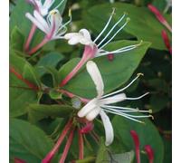 Chèvrefeuille japonais Purpurea 2L - Une plante grimpante au parfum agréable