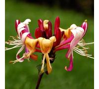 Chèvrefeuille - Lonicera Periclymenum Serotina 70cm - Plante En Pot - Floraison Été Couleur Des Fleurs - Hauteur 70 cm