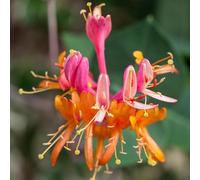 Chèvrefeuille - Lonicera Xbrownii Dropmore Scarlet 70cm - Plante En Pot - Floraison Été Couleur Des Fleurs - Hauteur 70 cm