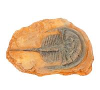 CHICAMPERA Spécimen Insecte Paléontologique Artificiel Décoratif pour Enseignement des Sciences Modèle B Fine Texture Douce Petite Pratique pour Décoration Bureau ou Randonnée