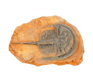 CHICAMPERA Spécimen Insecte Paléontologique Artificiel Décoratif pour Enseignement des Sciences Modèle B Fine Texture Douce Petite Pratique pour Décoration Bureau ou Randonnée