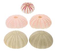CHICAMPERA Support pour Plante Aérienne Pot Décoratif en Coquillage D'oursin Naturel 5pcs pour Artisanat et Décoration de Chambre