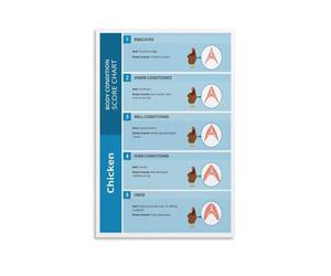 Chicken Health Poster Body Condition Scoring BCS Chart for Poultry Farmers Veterinary Reference Wall Art Farmhouse Office Decor(Unframed,12x18inch(30x45cm))
