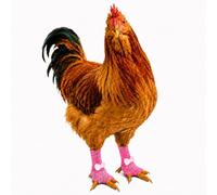 Chicken Leg Covers, 1 Pair Breathable Mesh Chicken Boots with Bow, Open Toe Poultry Foot Sleeves for Hens Roosters Photos Daily Wear(E,Small)