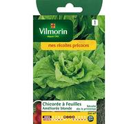 Chicorée à Feuilles Améliorée Blonde