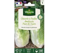 Vilmorin - Graines de chicorée à feuilles améliorée Pain de Sucre