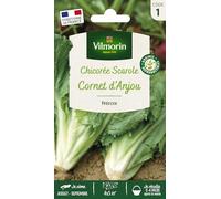 Chicorée Scarole Cornet d'Anjou