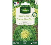 Chicorée Scarole Grosse Bou 2
