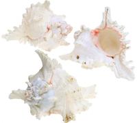 Chicoreus Ramosus Coquille décorative Nature Set 3 pcs 16cm