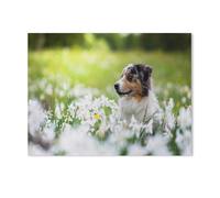 Chien Berger Australien, Mignon Animal de Compagnie，1000 Pièces Puzzle en Papier Intéressant Puzzle défi Cérébral pour Les Femmes Jouets De Décompression（50x70cm）-G87