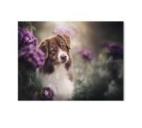 Chien Berger Australien, Mignon Animal de Compagnie，Puzzle 1000 Pièces, Grand Puzzle en Papier pour Adultes, Jouets Éducatifs Interaction Parent-Enfant Puzzle（50x70cm）-G98