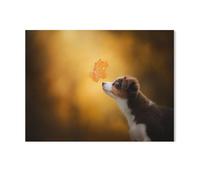 Chien Berger Australien, Mignon Animal de Compagnie，Puzzles Puzzle en Bois Abstrait 1000 Pièces Adultes Puzzles Haute Difficulté Cadeau d'apprentissage Créatif（75x50cm）-G99