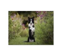 Chien Border Collie，Puzzle pour Adulte de 1000 Pièces, Puzzle Enfant Classique, Jeu de Famille, Jeu de Team Building, Cadeau pour Les Amants（75x50cm）-F54